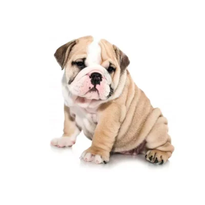 bulldog Bulldog Inlges macho